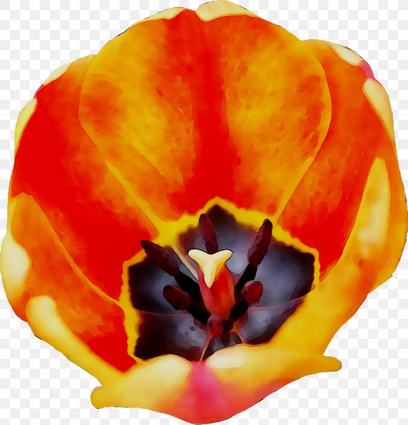 Tulip Close-up Orange S.A., PNG, 1016x1058px, Tulip, Closeup, Flower, Flowering Plant, Lily Family Download Free