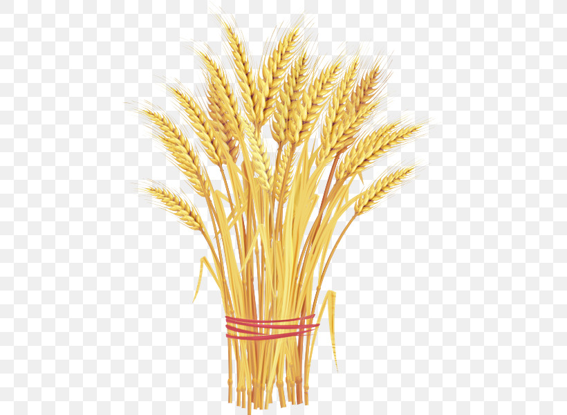 Wheat, PNG, 469x600px, Emmer, Barleys, Cereal, Cereal Germ, Durum Download Free