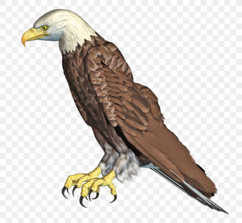 Eagle Bird Rendering, PNG, 930x859px, 3d Computer Graphics, Eagle, Accipitriformes, Bald Eagle, Beak Download Free