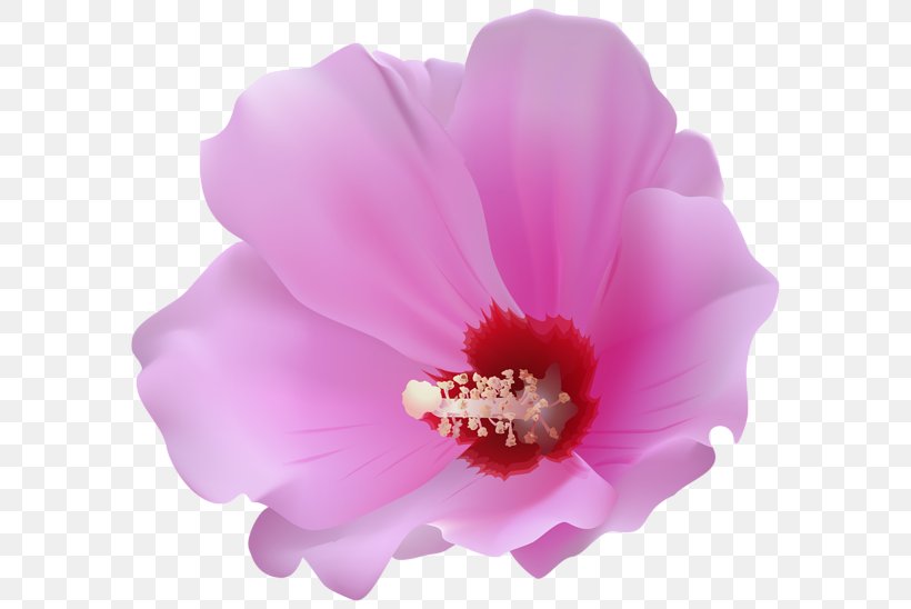 Hibiscus Clip Art, PNG, 600x548px, Hibiscus, Birthday, Cut Flowers, Flower, Flowering Plant Download Free