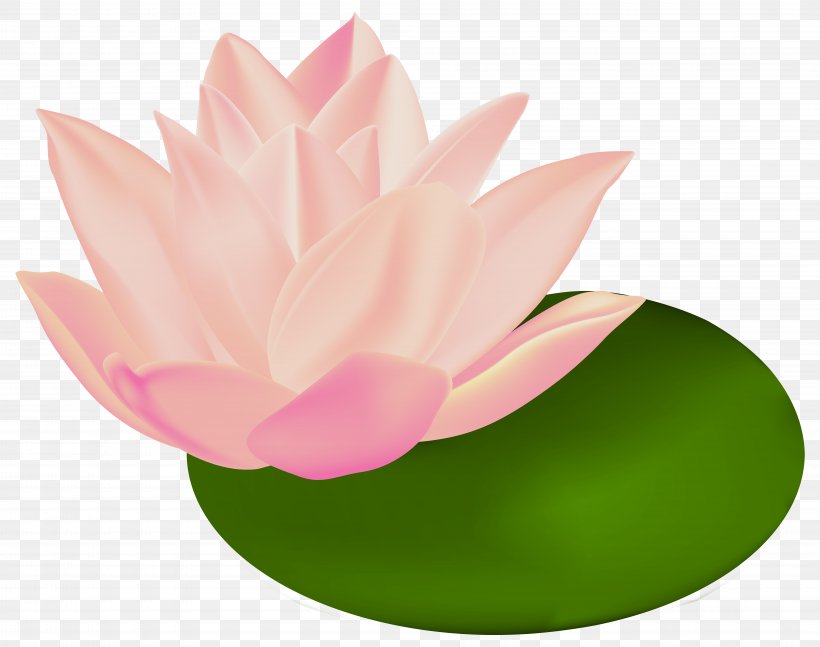 Nymphaea Alba Le Bassin Aux Nymphéas Clip Art, PNG, 8000x6321px, Nymphaea Alba, Aquatic Plant, Egyptian Lotus, Flower, Flowering Plant Download Free