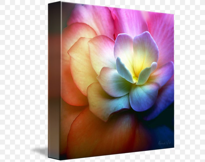 Rose Family Light Desktop Wallpaper Violet Art, PNG, 589x650px, Rose Family, Art, Canvas, Close Up, Closeup Download Free