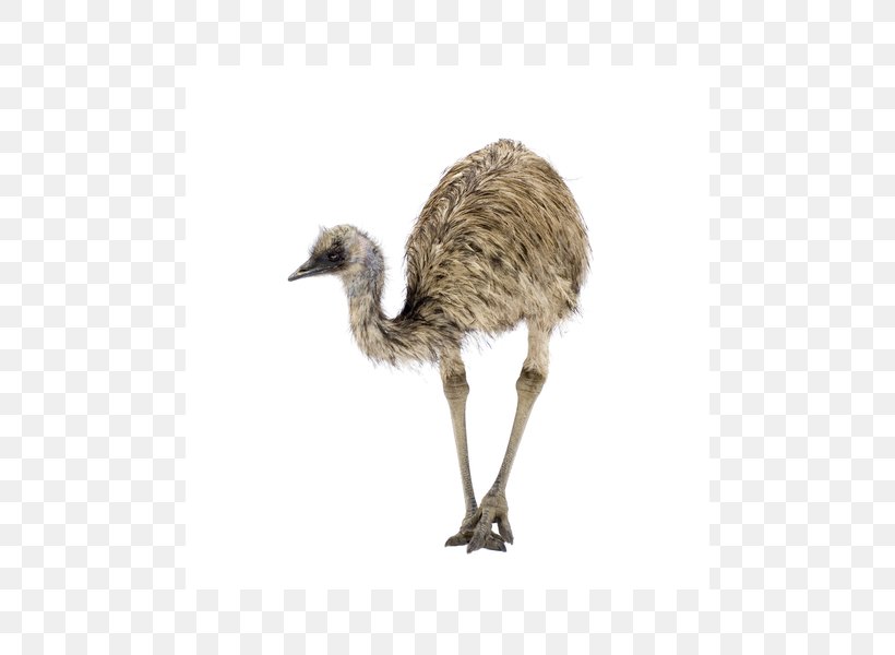 Common Ostrich Emu Oil Bird, PNG, 600x600px, Common Ostrich, Arthritis, Beak, Bird, Child Download Free