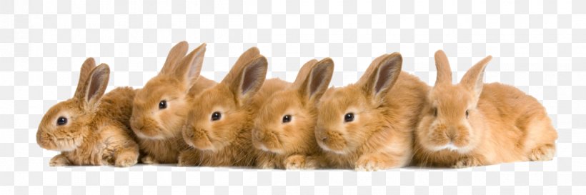 Domestic Rabbit Rex Rabbit Netherland Dwarf Rabbit Tan Rabbit Holland Lop, PNG, 1201x400px, Domestic Rabbit, Animal, Animal Figure, Breed, Dwarf Rabbit Download Free