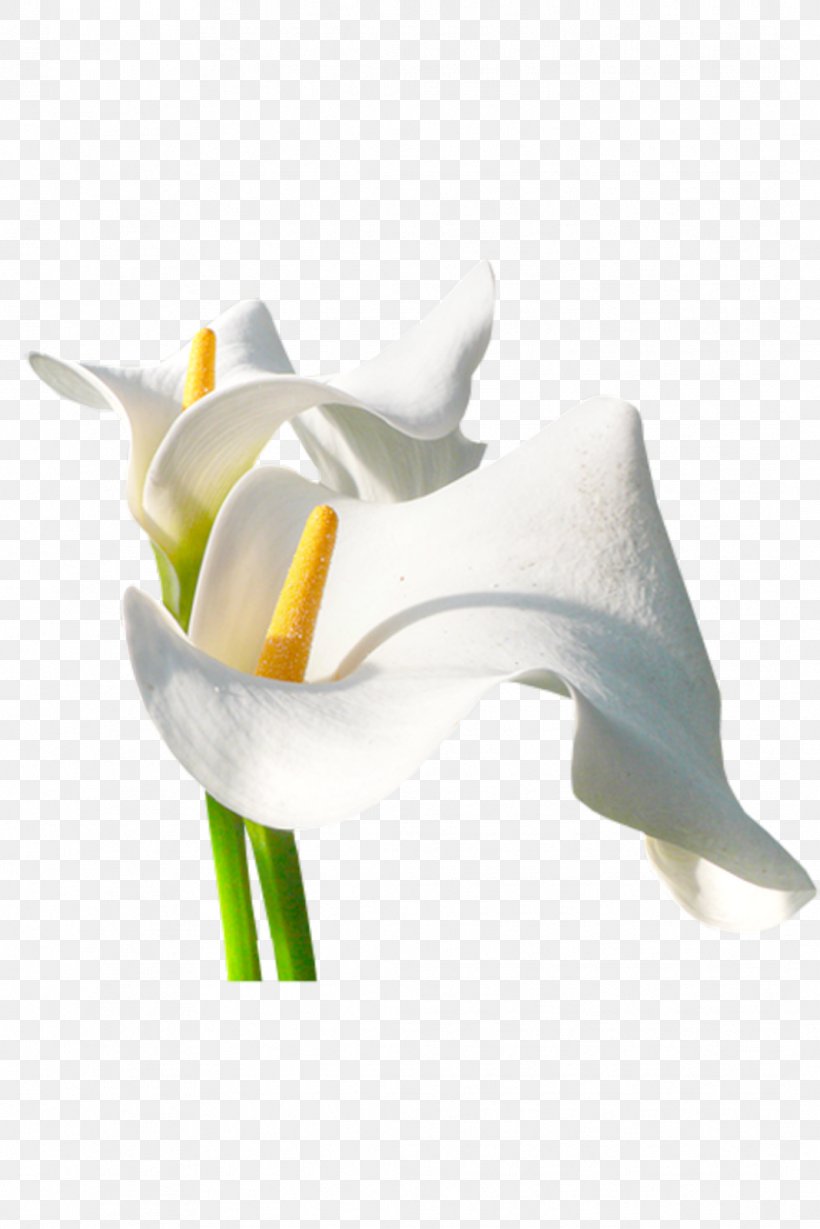 Flower Arum-lily Centreestimatmolt, PNG, 1067x1600px, Flower, Alismatales, Arum, Arum Lilies, Arumlily Download Free