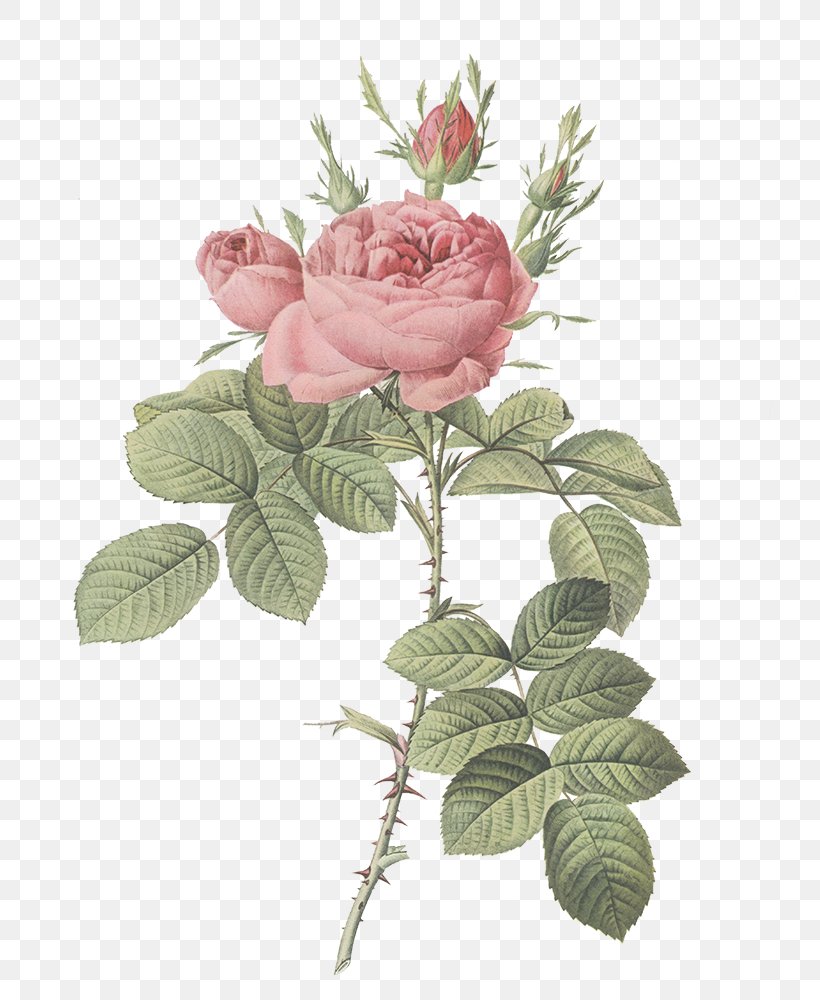 Garden Roses Damask Rose Les Roses Flower Botany, PNG, 800x1000px, Garden Roses, Artificial Flower, Botany, Cabbage Rose, Cut Flowers Download Free