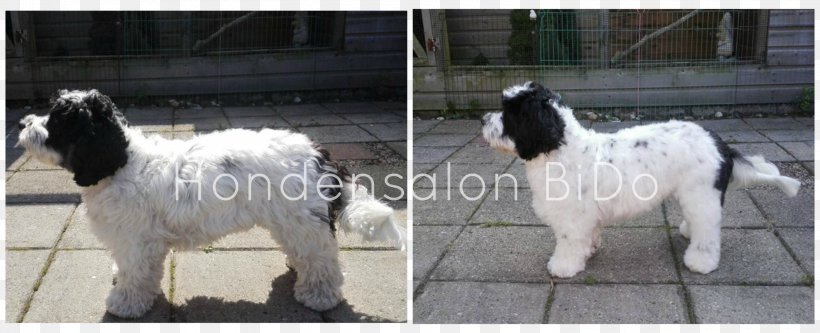 Hondensalon BiDo Goat Nick Donders Landseer Dog PicMonkey, PNG, 3000x1220px, Goat, Breed, Collage, Consulting Firm, Cow Goat Family Download Free