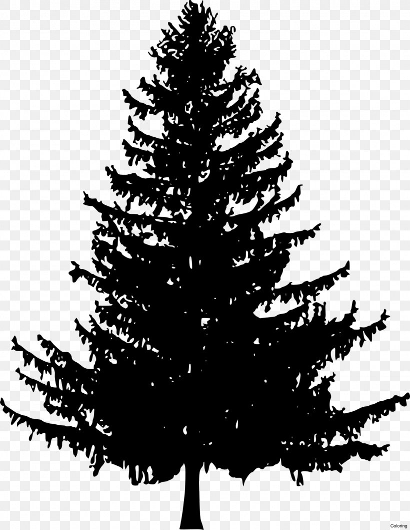 How To Draw Trees Drawing Pine Fir, PNG, 1549x2000px, Tree, Art, Black And White, Branch, Christmas Decoration Download Free