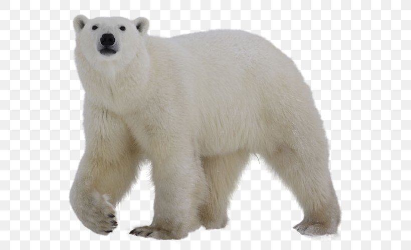 Polar Bear Grizzly Bear Clip Art, PNG, 600x499px, Polar Bear, Animal Figure, Bear, Brown Bear, Carnivoran Download Free