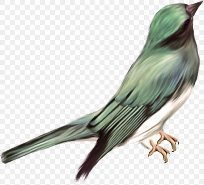 Bird Clip Art, PNG, 992x901px, Bird, Animal, Beak, Bird Flight, Cuculiformes Download Free