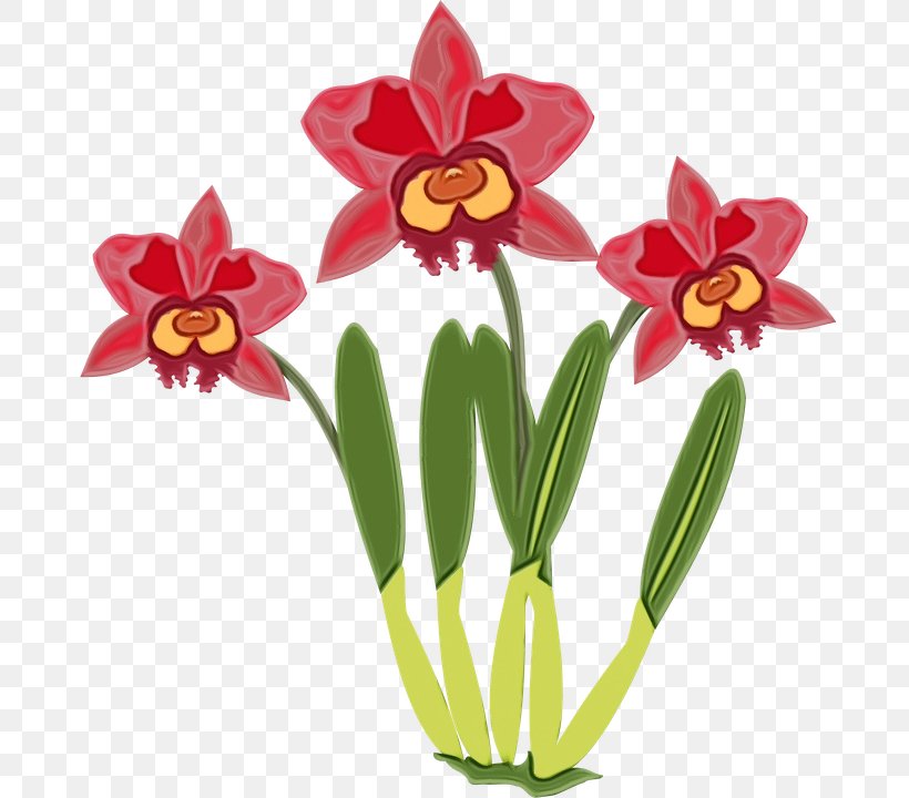 Cattleya Orchids Drawing Flower Computer, PNG, 705x720px, Watercolor, Amaryllis Family, Cattleya, Cattleya Orchids, Computer Download Free