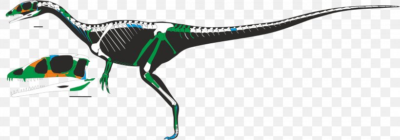 Dracoraptor Ceratosaurus Dinosaur Skeleton Jurassic, PNG, 2200x773px, Ceratosaurus, Beak, Carnivore, Dinosaur, Fossil Download Free