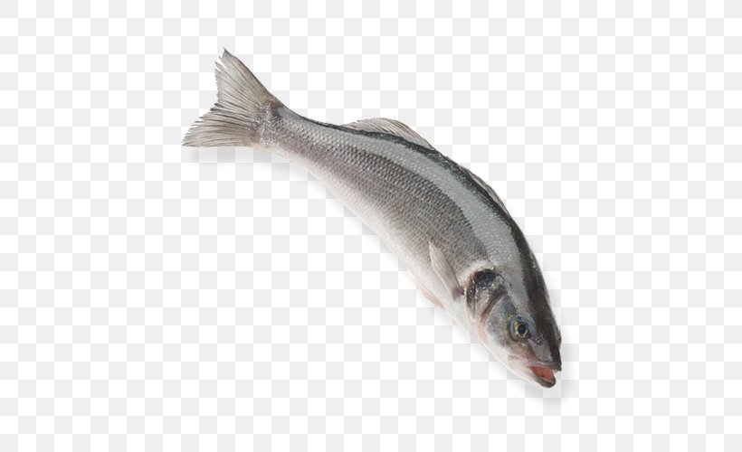 European Bass Capelin Turkey Aquaculture Fish, PNG, 500x500px, European Bass, Aquaculture, Barramundi, Bass, Bonyfish Download Free