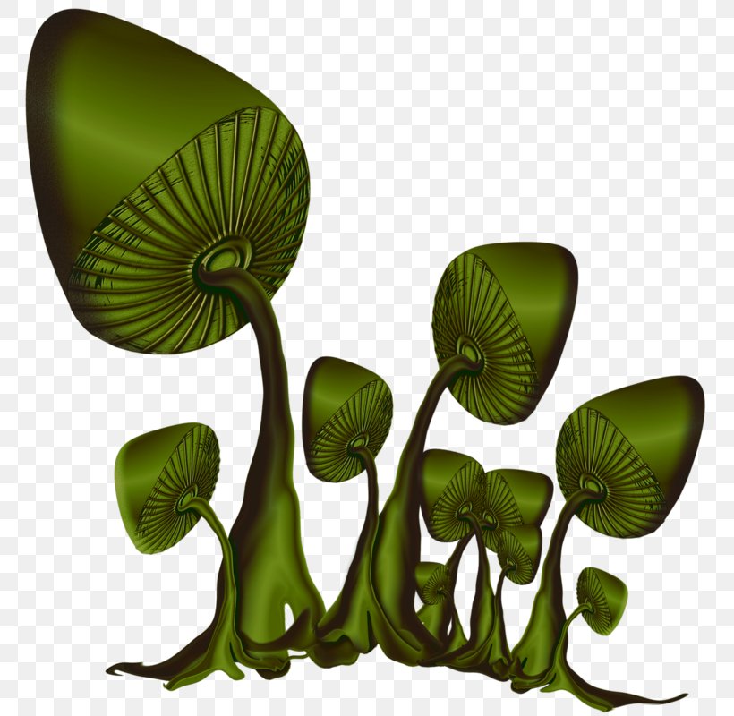 Leaf Plant Stem, PNG, 780x800px, Leaf, Grass, Organism, Plant, Plant Stem Download Free