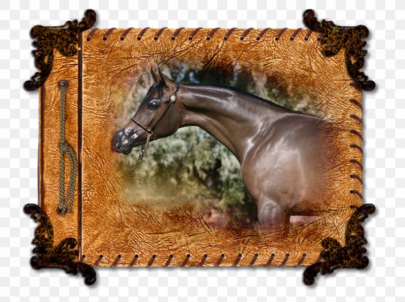 Mustang Stallion Halter Picture Frames Freikörperkultur, PNG, 826x616px, 2019 Ford Mustang, Mustang, Ford Mustang, Halter, Horse Download Free