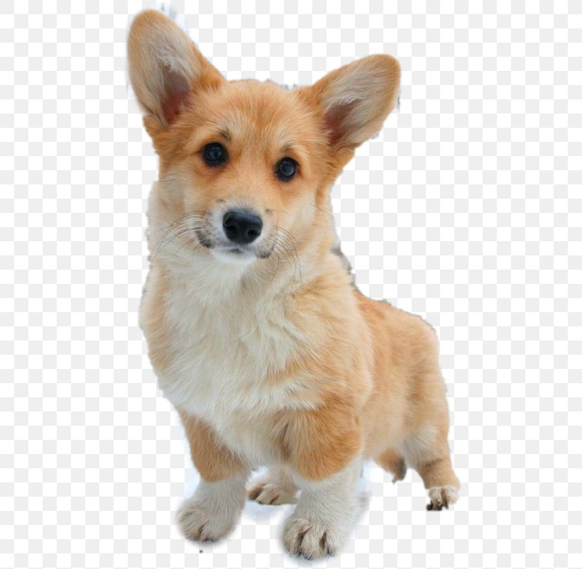 Pembroke Welsh Corgi Puppy Animal, PNG, 480x802px, Pembroke Welsh Corgi, Ancient Dog Breeds, Animal, Bark, Canidae Download Free