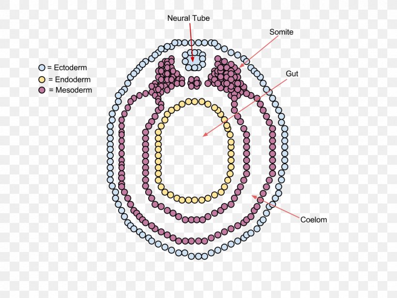 Vertebrate Neurulation Embryo Nervous System, PNG, 1200x900px, Vertebrate, Brand, Development Of The Nervous System, Developmental Biology, Embryo Download Free