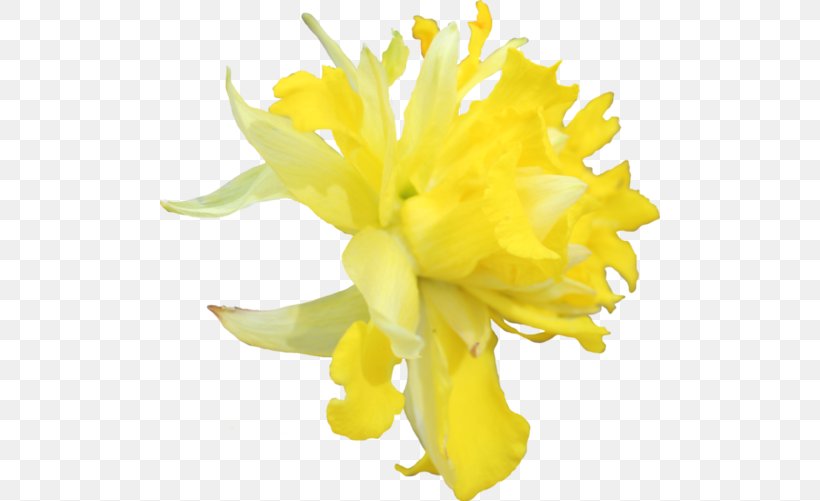 Daffodil Flower Tagetes Lucida Clip Art, PNG, 500x501px, Daffodil, Cut Flowers, Flower, Flowering Plant, Marigold Download Free