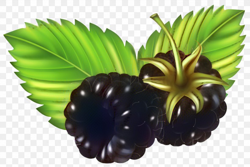 Palm Tree Background, PNG, 3000x2010px, Berries, Arecales, Berry, Blackberry, Blueberry Download Free
