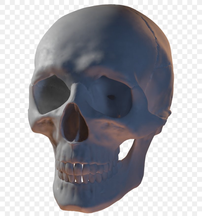 Skull 3D Modeling 3D Computer Graphics DeviantArt, PNG, 620x879px, 3d Computer Graphics, 3d Modeling, Skull, Anatomy, Art Download Free