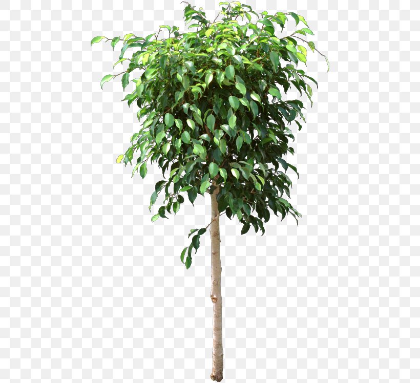Weeping Fig Flowerpot Houseplant Ficus Retusa Branch, PNG, 470x748px, Weeping Fig, Bonsai, Branch, Ficus Maclellandii, Ficus Microcarpa Download Free