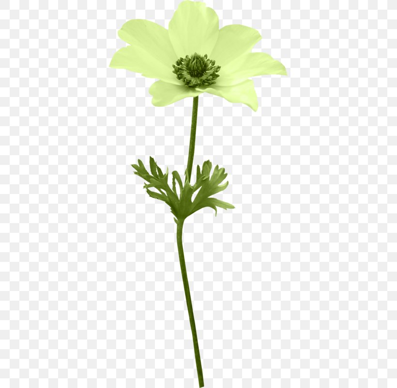 Cut Flowers Anemone, PNG, 369x800px, Flower, Anemone, Blog, Cut Flowers, Daisy Family Download Free