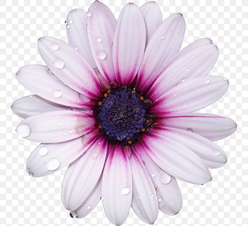 Flower Photography Royalty-free Light, PNG, 750x747px, Flower, Annual Plant, Arumlily, Aster, Camera Download Free