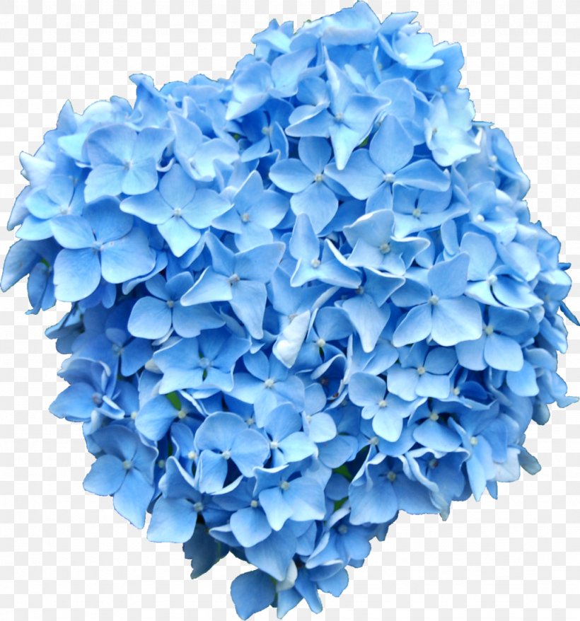 French Hydrangea Flower Blue Clip Art, PNG, 1024x1097px, French Hydrangea, Blue, Blue Flower, Blue Rose, Cornales Download Free