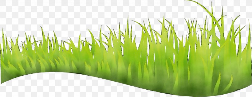 Grass Green Plant Wheatgrass Grass Family, PNG, 1600x620px, Watercolor, Fodder, Grass, Grass Family, Green Download Free