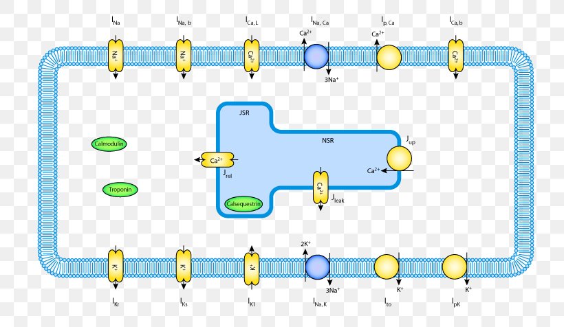 Signal Transduction Cardiac Muscle Cell Metabolism, PNG, 762x476px, Signal Transduction, Area, Calcium, Cardiac Muscle Cell, Cartoon Download Free