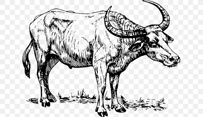 Water Buffalo Drawing Clip Art, PNG, 640x473px, Water Buffalo, Animal Figure, Art, Black And White, Bull Download Free