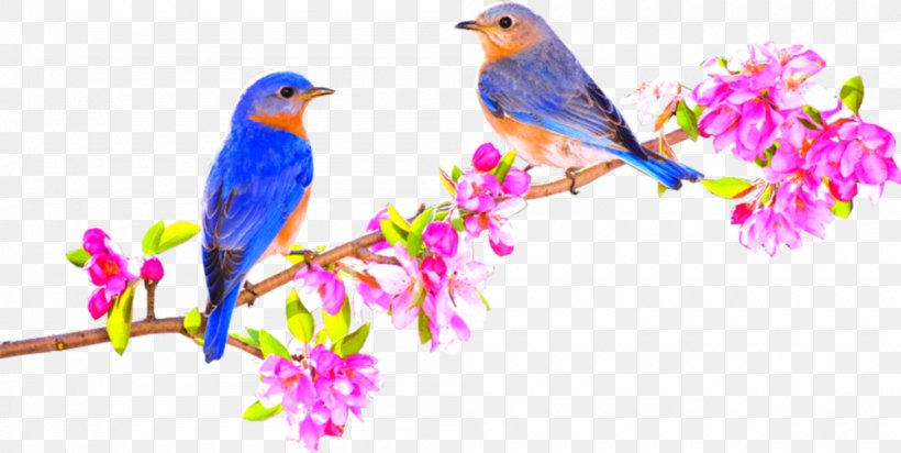 Bird Vector Graphics Beak Image, PNG, 1000x503px, Bird, Beak, Blossom, Branch, Drawing Download Free