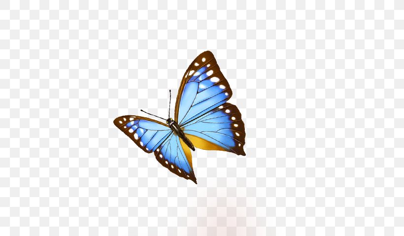 Download Icon, PNG, 557x479px, 3d Computer Graphics, Preview, Brush Footed Butterfly, Butterfly, Insect Download Free