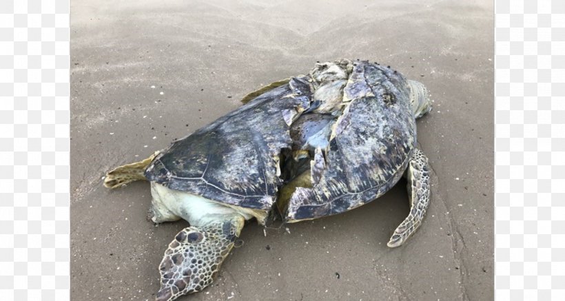 Green Sea Turtle Endangered Species Seashell Cheloniidae, PNG, 991x529px, Turtle, Animal, Beach, Carrion, Cheloniidae Download Free