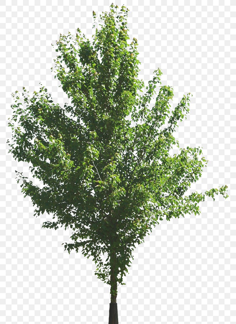 Tree Computer Software Computer Graphics Clip Art, PNG, 783x1128px, Tree, Animation, Branch, Computer Graphics, Computer Software Download Free