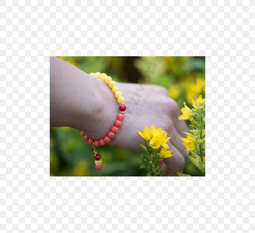 Yellow Jewellery Red Gold Bracelet, PNG, 500x750px, Yellow, Book, Bracelet, Color, Coral Download Free