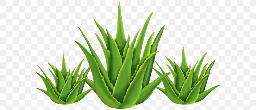 Aloe Vera Health Medicinal Plants Skin, PNG, 603x353px, Aloe Vera, Agave, Agave Azul, Aloe, Aquarium Decor Download Free