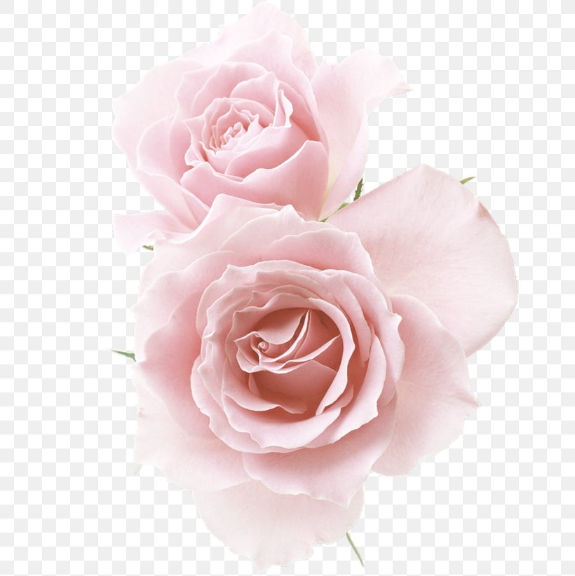 Rose Pink Flower, PNG, 658x822px, Rose, Artificial Flower, Color, Cut Flowers, Floral Design Download Free