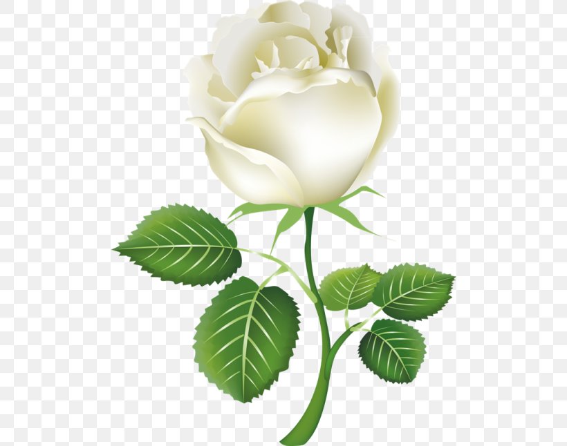 Rose White Clip Art, PNG, 500x646px, Rose, Branch, Color, Cut Flowers, Display Resolution Download Free
