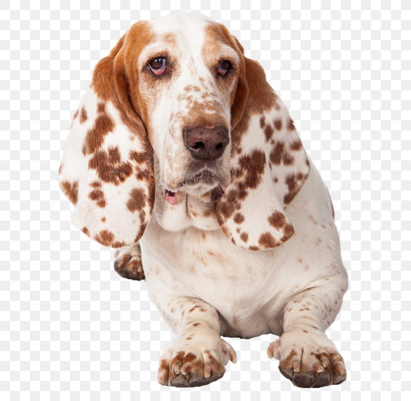 Basset Hound Dog Breed Companion Dog Puppy, PNG, 767x800px, Basset Hound, Breed, Carnivoran, Companion Dog, Depositphotos Download Free