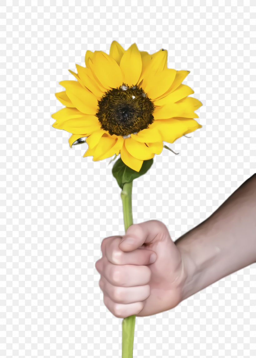 Family Smile, PNG, 1692x2368px, Sunflower, Asterales, Barberton Daisy, Bloom, Common Sunflower Download Free