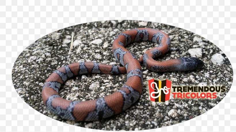 Annelid Worm Kingsnakes, PNG, 1040x585px, Annelid, Kingsnake, Kingsnakes, Ringed Worm, Worm Download Free