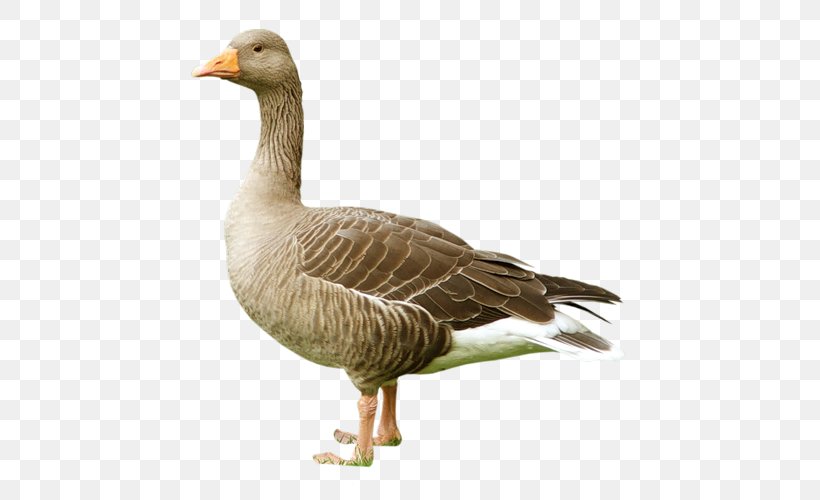 Bird Domestic Goose Duck Greylag Goose, PNG, 500x500px, Bird, Animal, Beak, Bird Nest, Domestic Animal Download Free