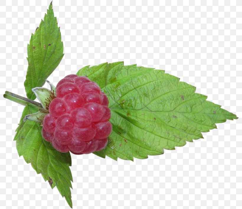 Cloudberry Raspberry Boysenberry Auglis Loganberry, PNG, 800x710px, Cloudberry, Auglis, Berry, Blackberry, Boysenberry Download Free