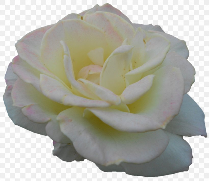 Garden Roses Cabbage Rose Floribunda Petal Cut Flowers, PNG, 1219x1056px, Garden Roses, Cabbage Rose, Cut Flowers, Floribunda, Flower Download Free