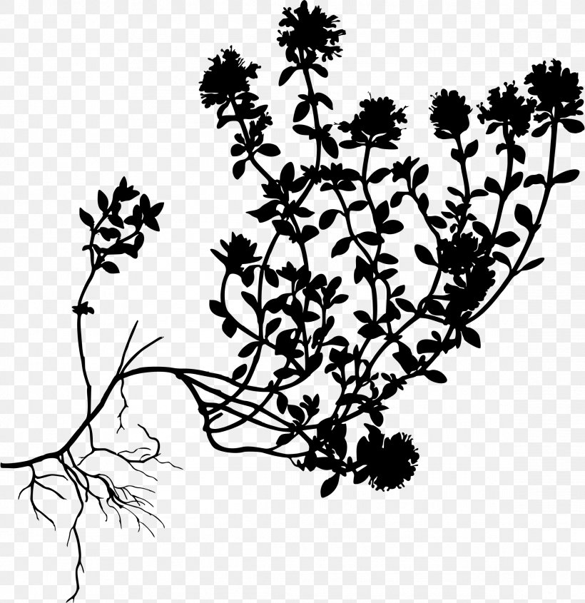 Garden Thyme Breckland Thyme Mother-of-Thyme Herb, PNG, 2327x2400px, Garden Thyme, Black And White, Branch, Breckland Thyme, Caraway Thyme Download Free