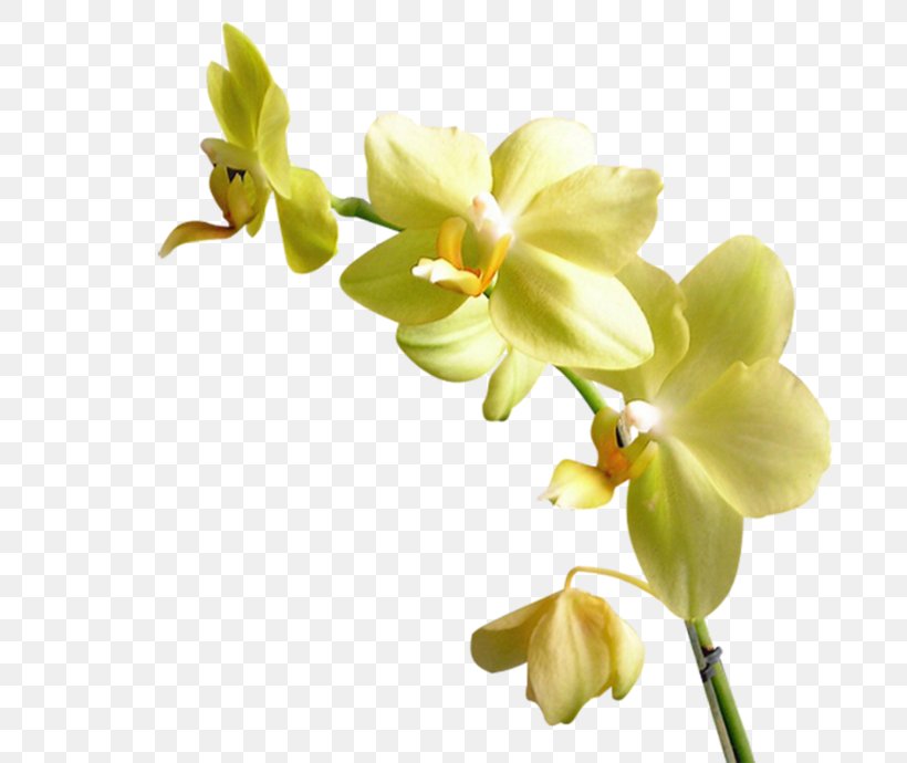 Moth Orchids Yellow Flower, PNG, 699x690px, Moth Orchids, Blue, Cut Flowers, Flower, Flowering Plant Download Free