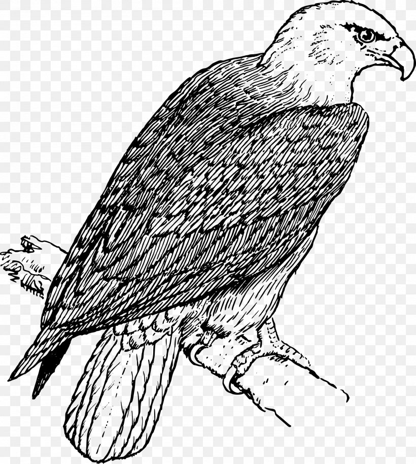 Bald Eagle Coloring Book Adult, PNG, 2153x2400px, Bald Eagle, Accipitriformes, Adult, Animal, Beak Download Free
