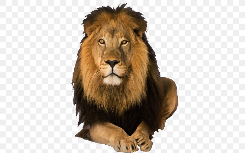 Lion Image Android Leopard, PNG, 512x512px, Lion, Android, Big Cats, Carnivoran, Cat Like Mammal Download Free