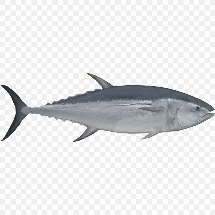 Pacific Bluefin Tuna Southern Bluefin Tuna Albacore Bigeye Tuna Fish, PNG, 967x967px, Pacific Bluefin Tuna, Albacore, Atlantic Bluefin Tuna, Bigeye Tuna, Bonito Download Free